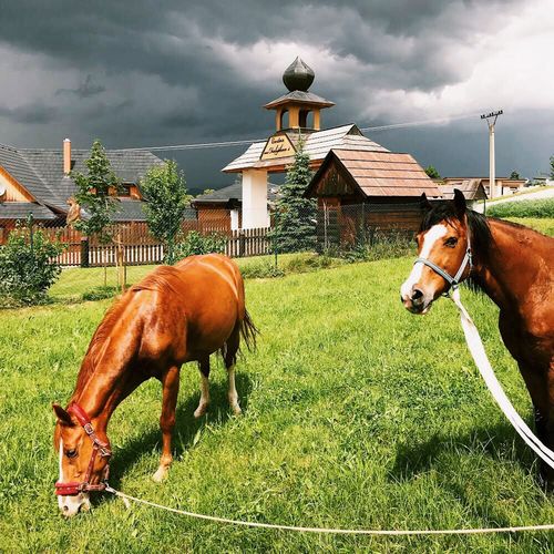 C042B7F1 D771 40A6 8551 3E3CA38123AF 2 1 - Chalupkovo